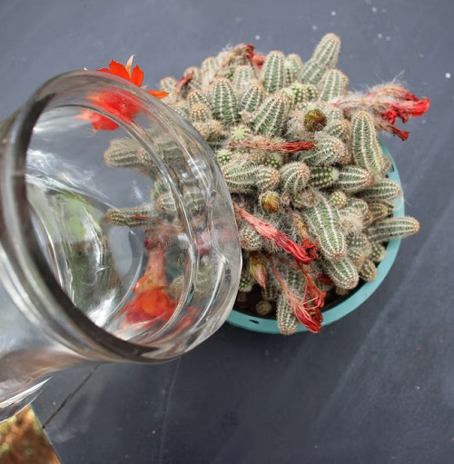 Peanut Cactus watering