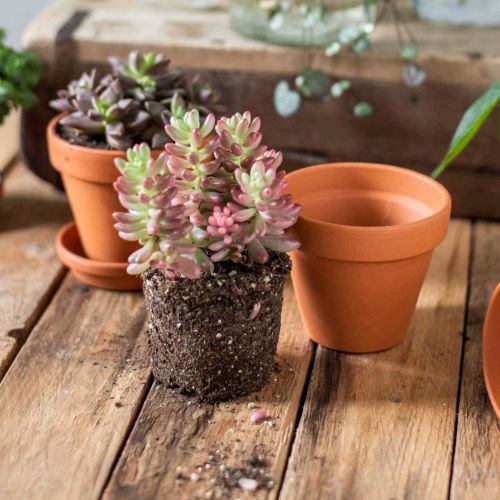 Repotting 