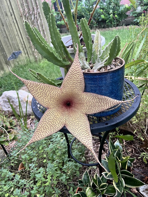 Stapelia big flower