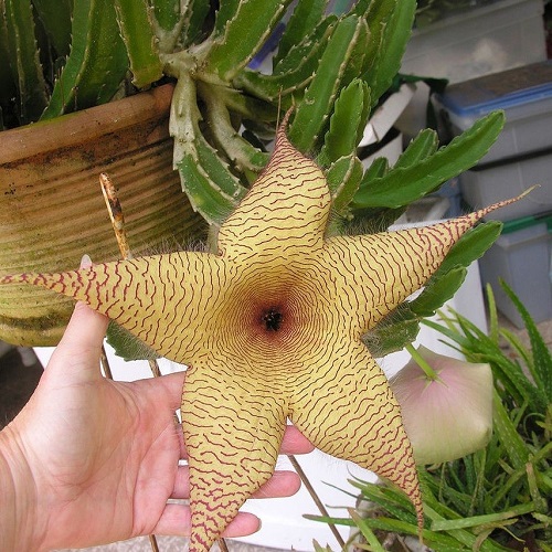 Stapelia in pot
