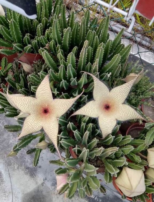 Why Does Stapelia Smell Like Rotting Meat