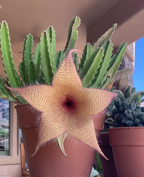 Does Stapelia Produce a Horrid Smell