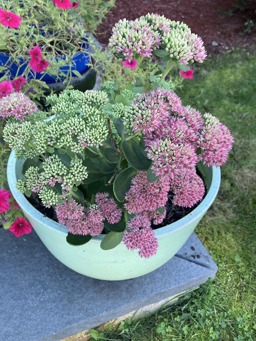 Stonecrop in pot