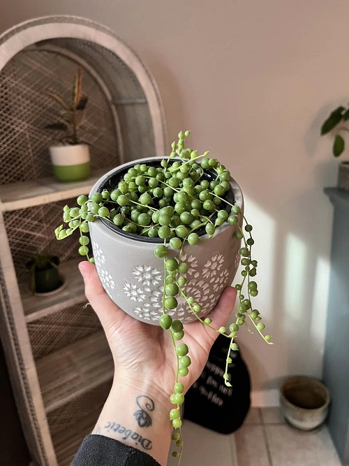 String of Pearls