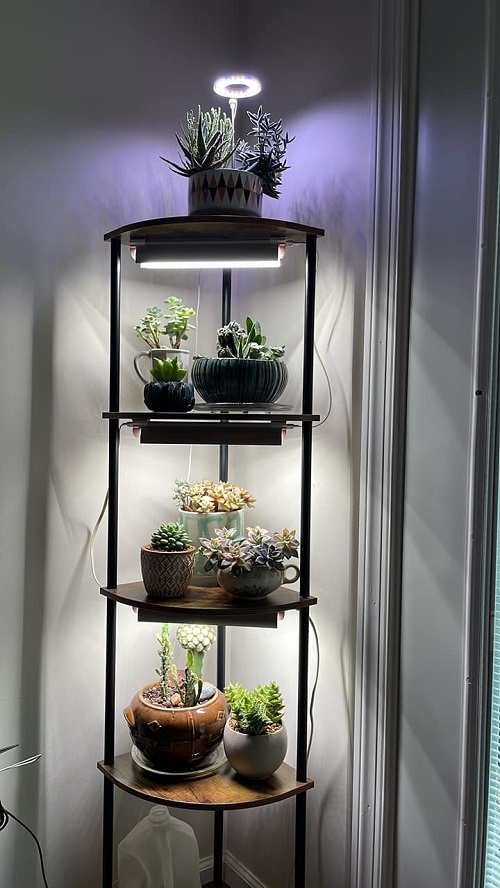 Succulent Shelves Ideas 2