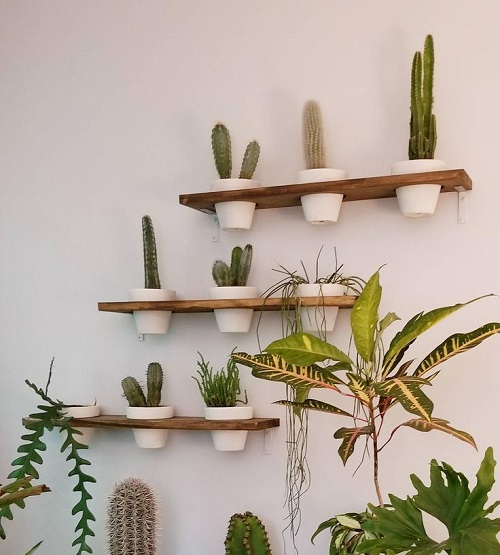 Succulent Shelves Ideas 4