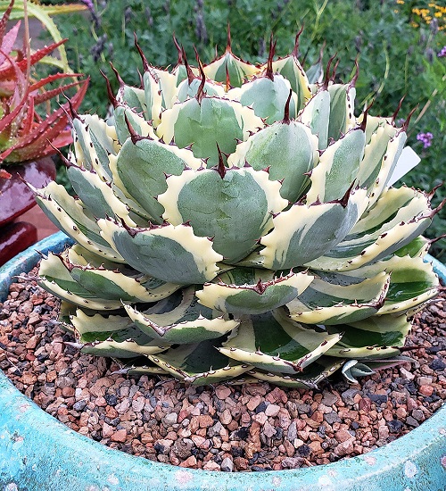 Variegated Butterfly Agave