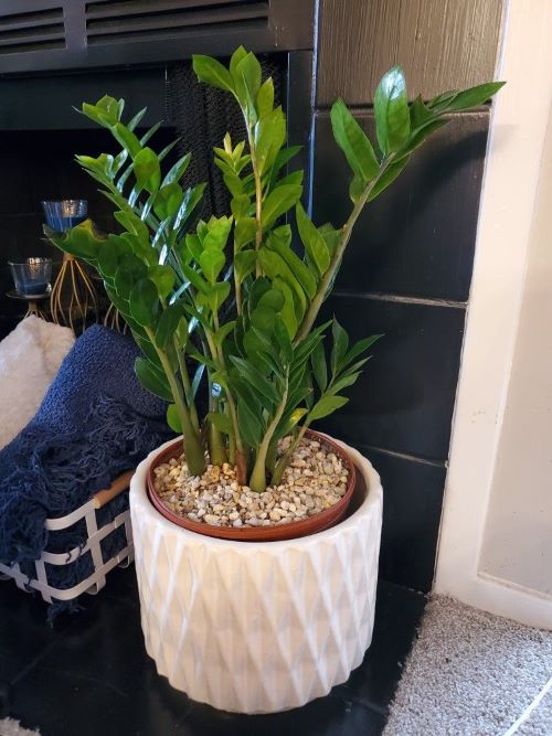  Most Upright ZZ Plants 1