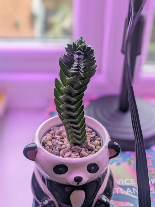 Crassula 'Buddha's Temple' in low light