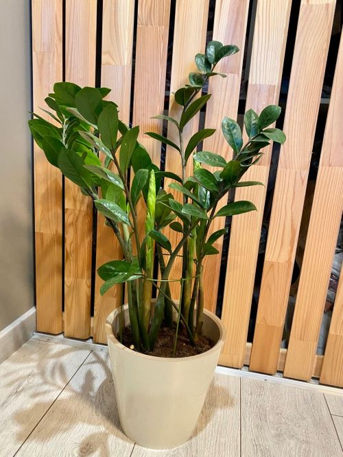  Most Upright ZZ Plants 4