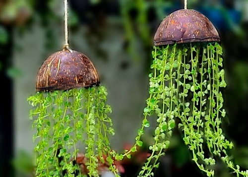 DIY Hanging Coconut Shell Planters 1