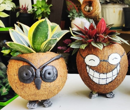 unique Coconut Shell Planters 3