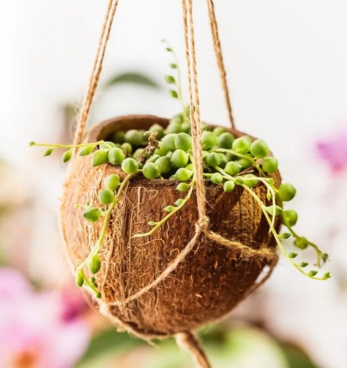 DIY Hanging Coconut Shell Planters 2