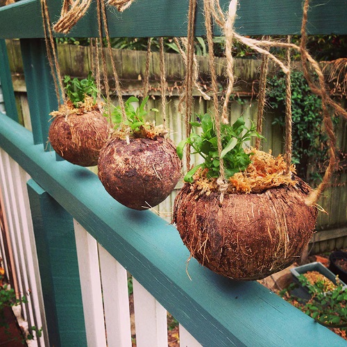 DIY Hanging Coconut Shell Planters 4