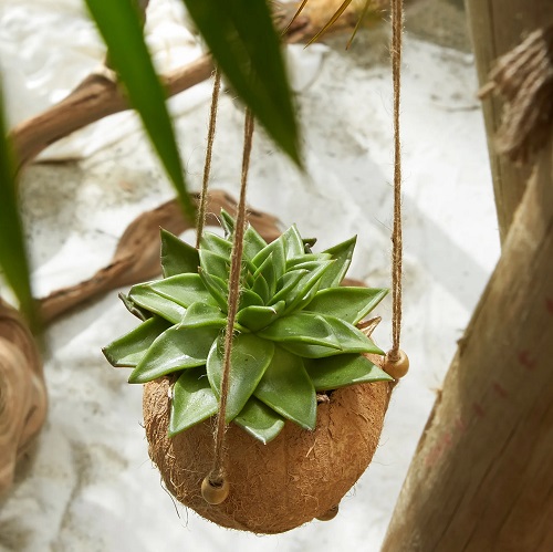 Coconut Shell Planters 2