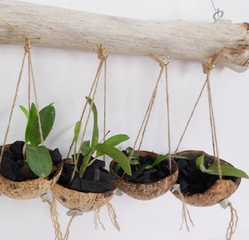 Coconut Shell Planters 4