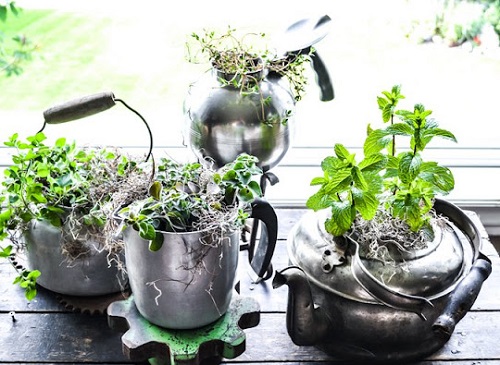 herb garden