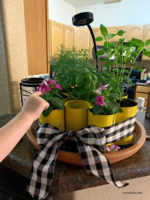 herb garden 2