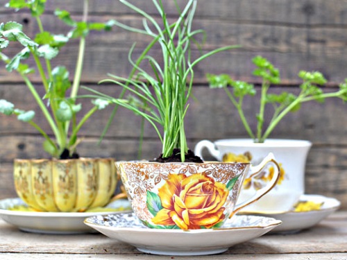outdoor Herb Garden