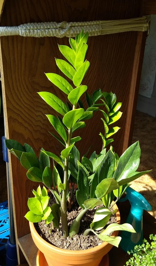  Most Upright ZZ Plants 3