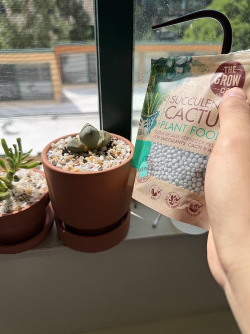 Cactus And Succulent Mix