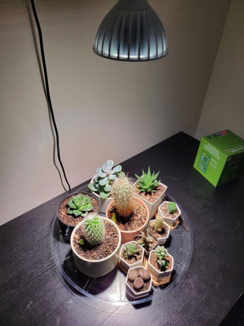 Indoor Succulents Often Need Grow Lights