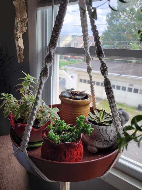 hanging succulent with macrame holder