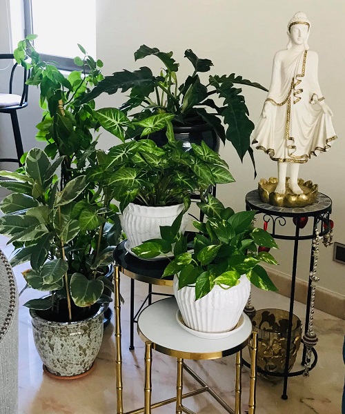 indoor plant with Buddha idol