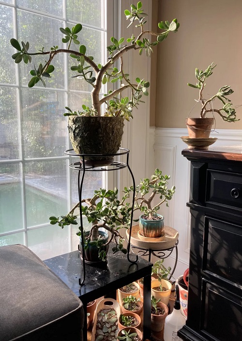 Create a Money Plant Corner Using Jade Plants 1
