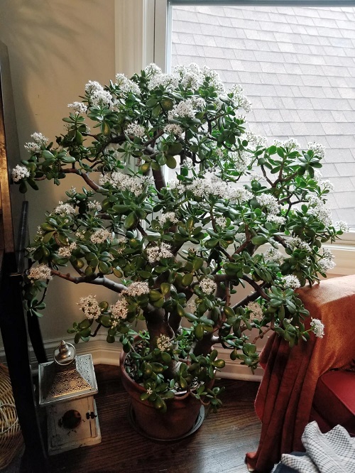 Jade Plants indoor