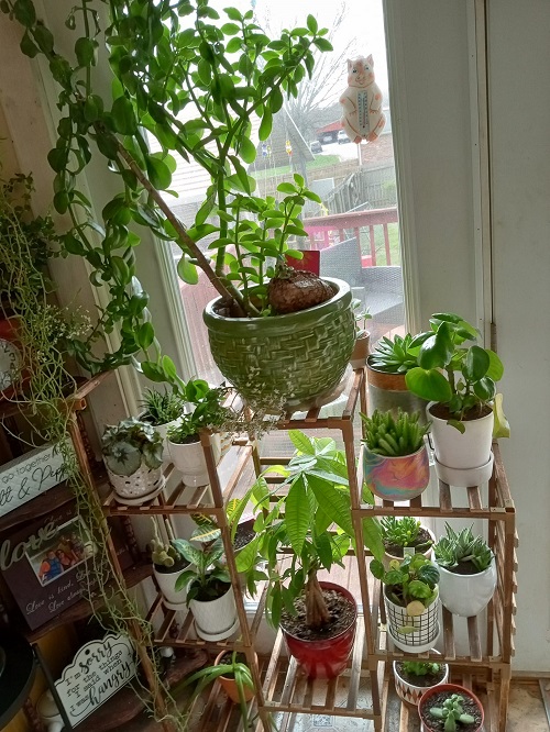 Jade Plants indoor 2