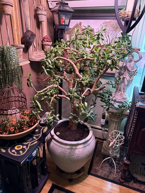 Jade Plants indoor 4