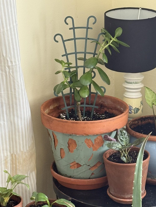 Jade Plants indoor 3