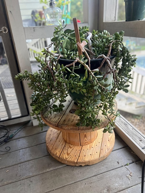 Jade Plants placed in home