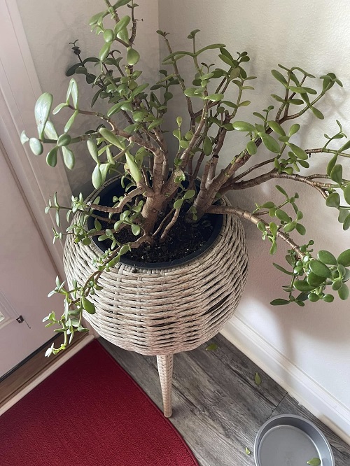 Jade Plants placed in home 2