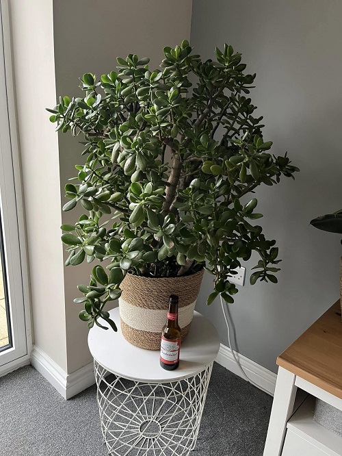 Jade Plants placed in home 3