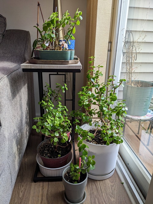 Jade Plants placed in home 4