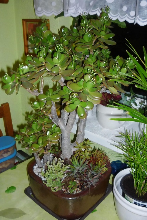 Jade Plants placed in home 5