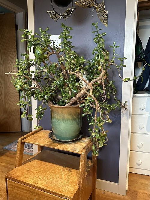Create a Money Plant Corner Using Jade Plants 2