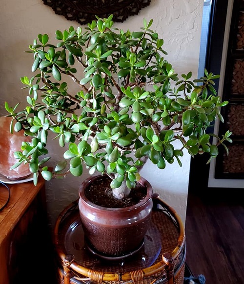 Create a Money Plant Corner Using Jade Plants 3