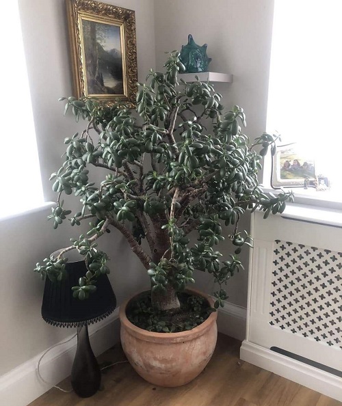 Create a Money Plant Corner Using Jade Plants 4