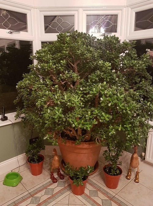 Jade Plants display ideas