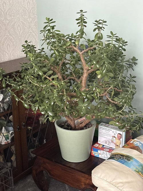Jade Plants display ideas 4