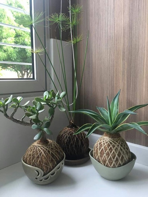 Jade Plants display ideas 5