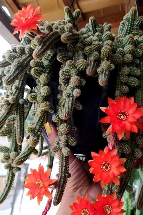 Practical Tips and Tricks to Grow Peanut Cactus