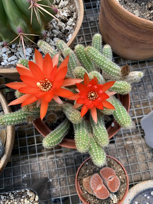 Peanut Cactus 