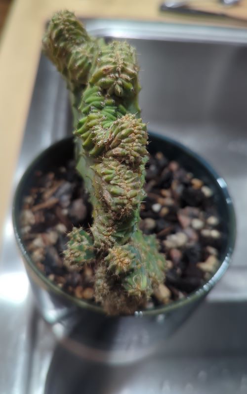 Dinosaur Back Plant 9