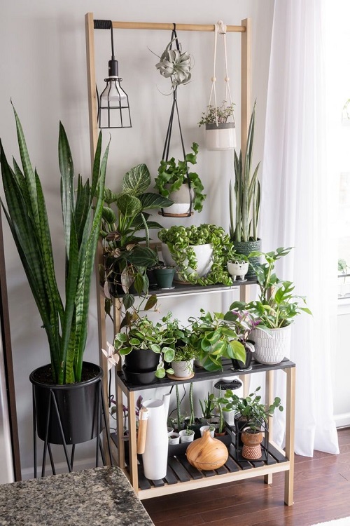 plant ladder shelves with hanging plants