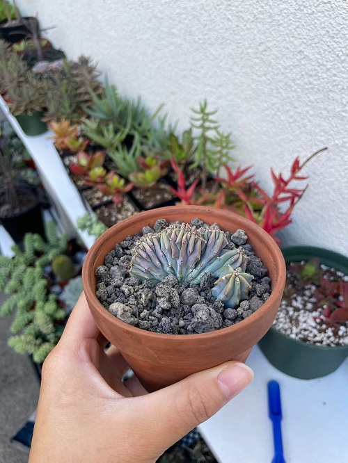 Dinosaur Back Plant 7