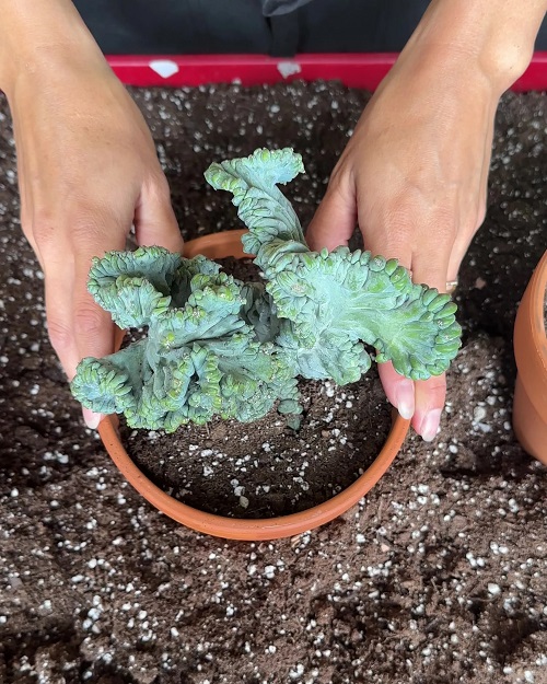Dinosaur Back Plant 6